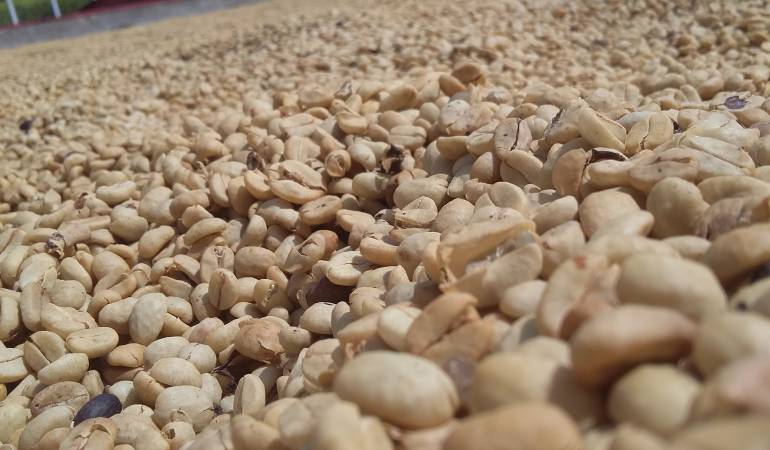 Se espera proteger los ingresos de los cafeteros de base.