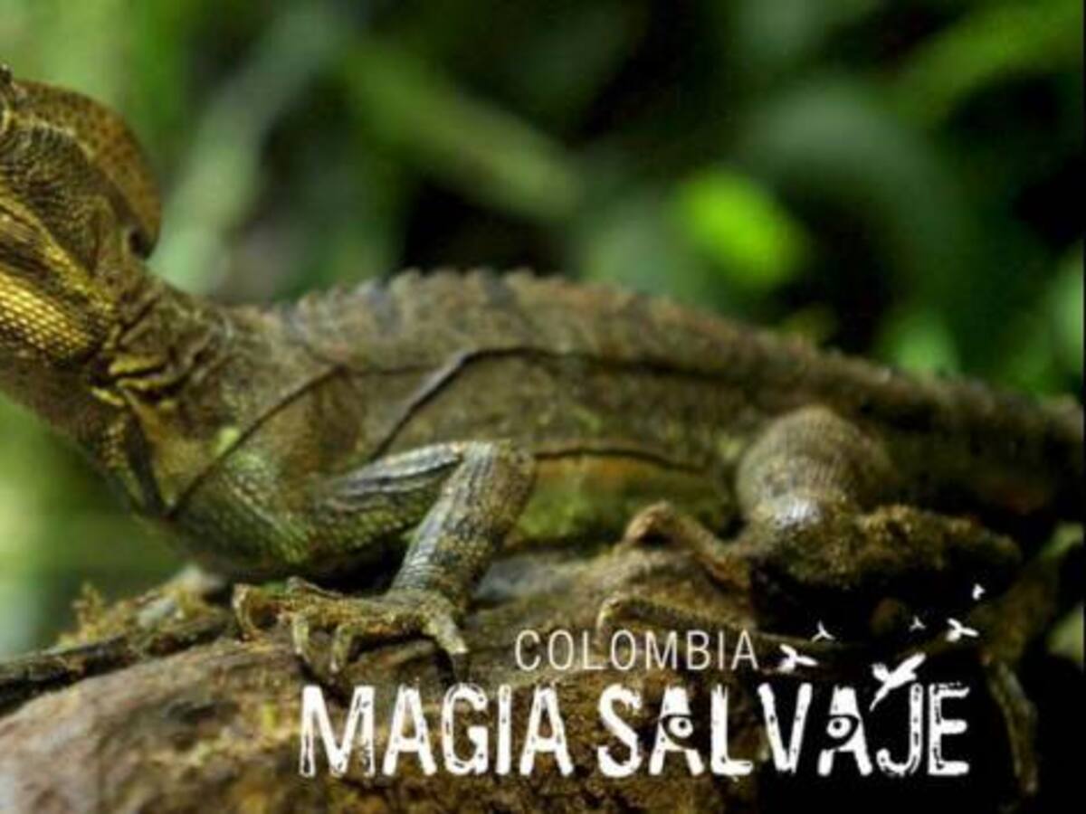 Colombia Magia Salvaje se estrenó el fin de semana con 328.000 espectadores