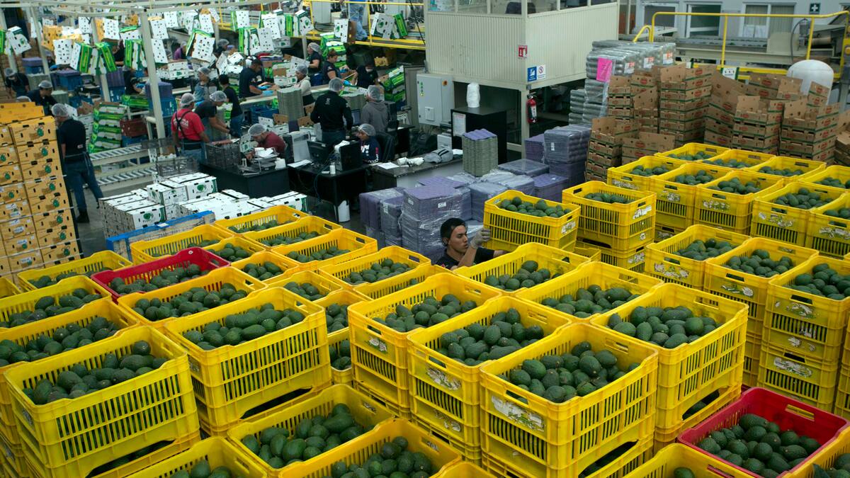 Exportaciones de aguacate Hass siguen en aumentó al mercado de los EE.UU