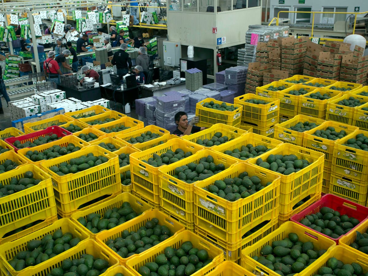 Exportaciones de aguacate Hass siguen en aumentó al mercado de los EE.UU