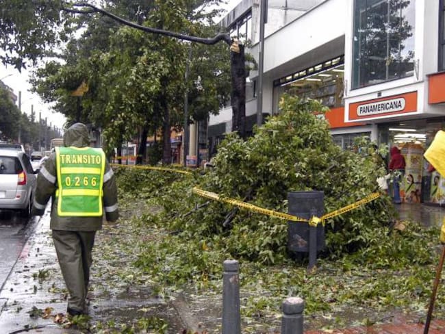 Caída de árboles por lluvias en Bogotá