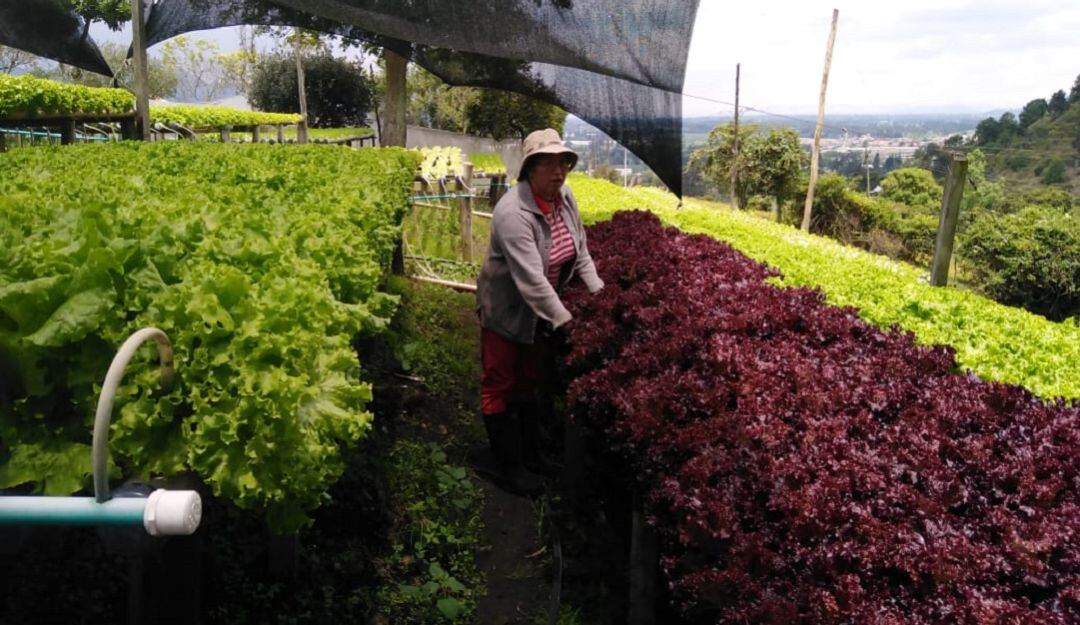 Cultivo hidropónico de lechugas