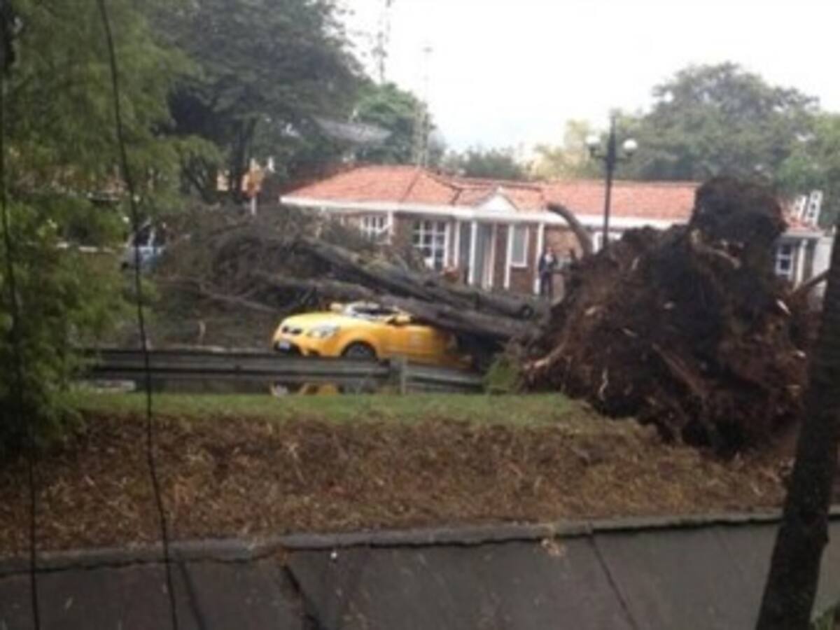 Caída de árboles por lluvias siguen generando estragos en Bogotá