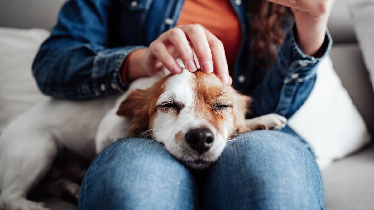 Ventajas de tener una mascota en casa y el efecto que tienen en las personas