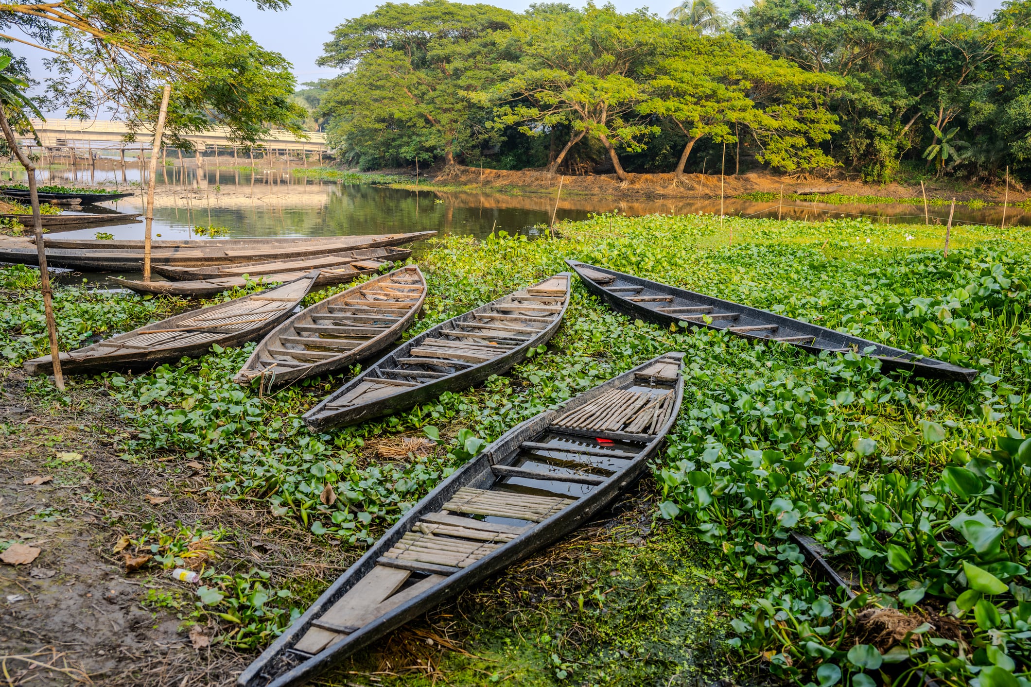 buchón (Eichomia crassipes). Getty Images