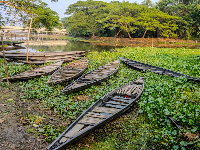buchón (Eichomia crassipes). Getty Images