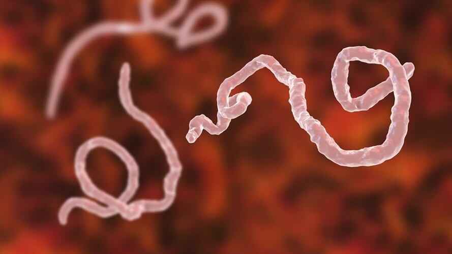 Imagen de referencia del virus del Ébola, similar al de Marburgo. Foto: Getty Images: KATERYNA KON/SCIENCE PHOTO LIBRARY