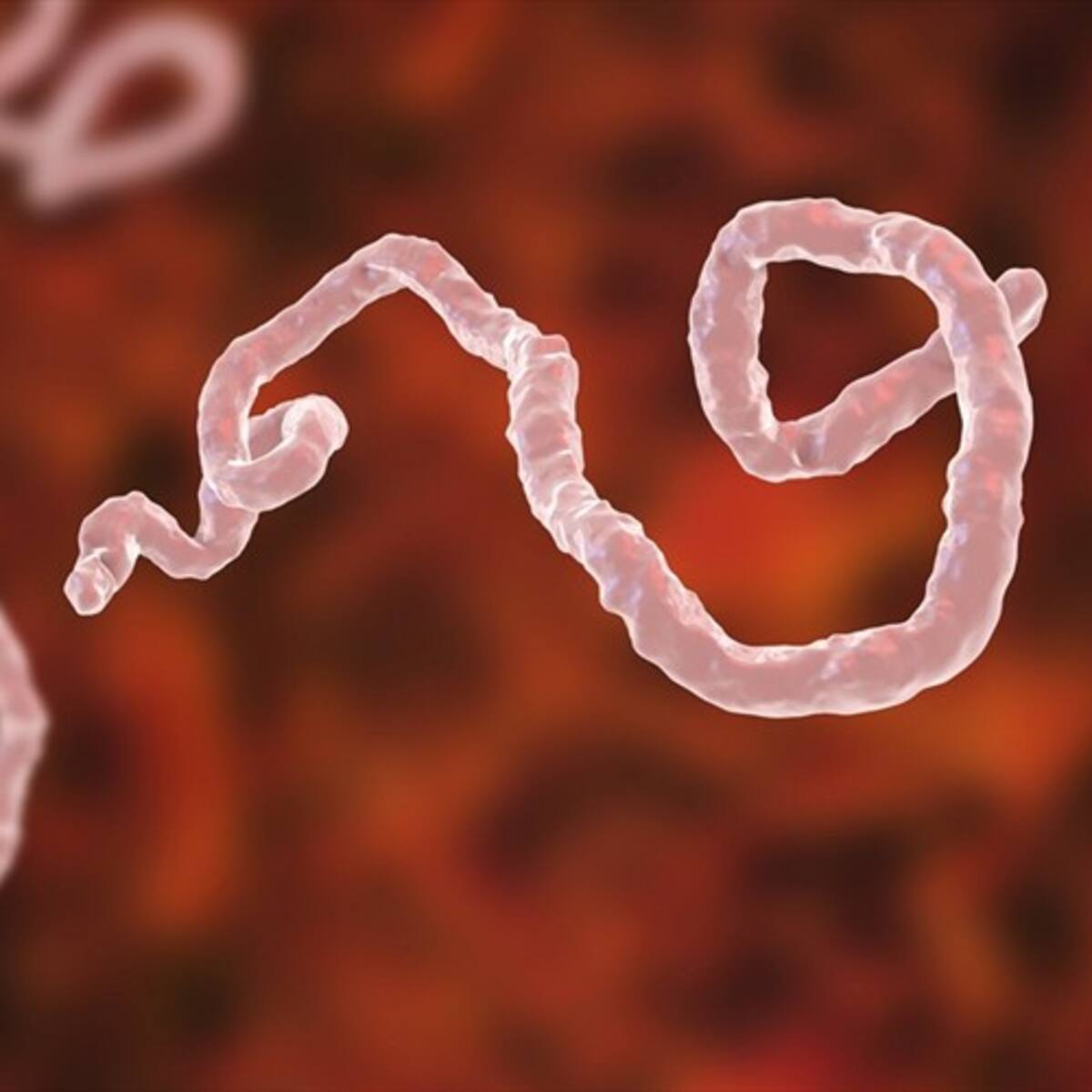 OMS considera “bajo” el riesgo global de la actual epidemia de ébola en RD Congo y Uganda