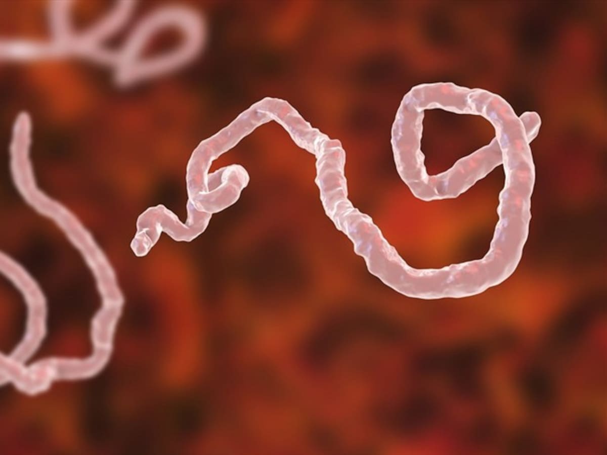 OMS considera “bajo” el riesgo global de la actual epidemia de ébola en RD Congo y Uganda
