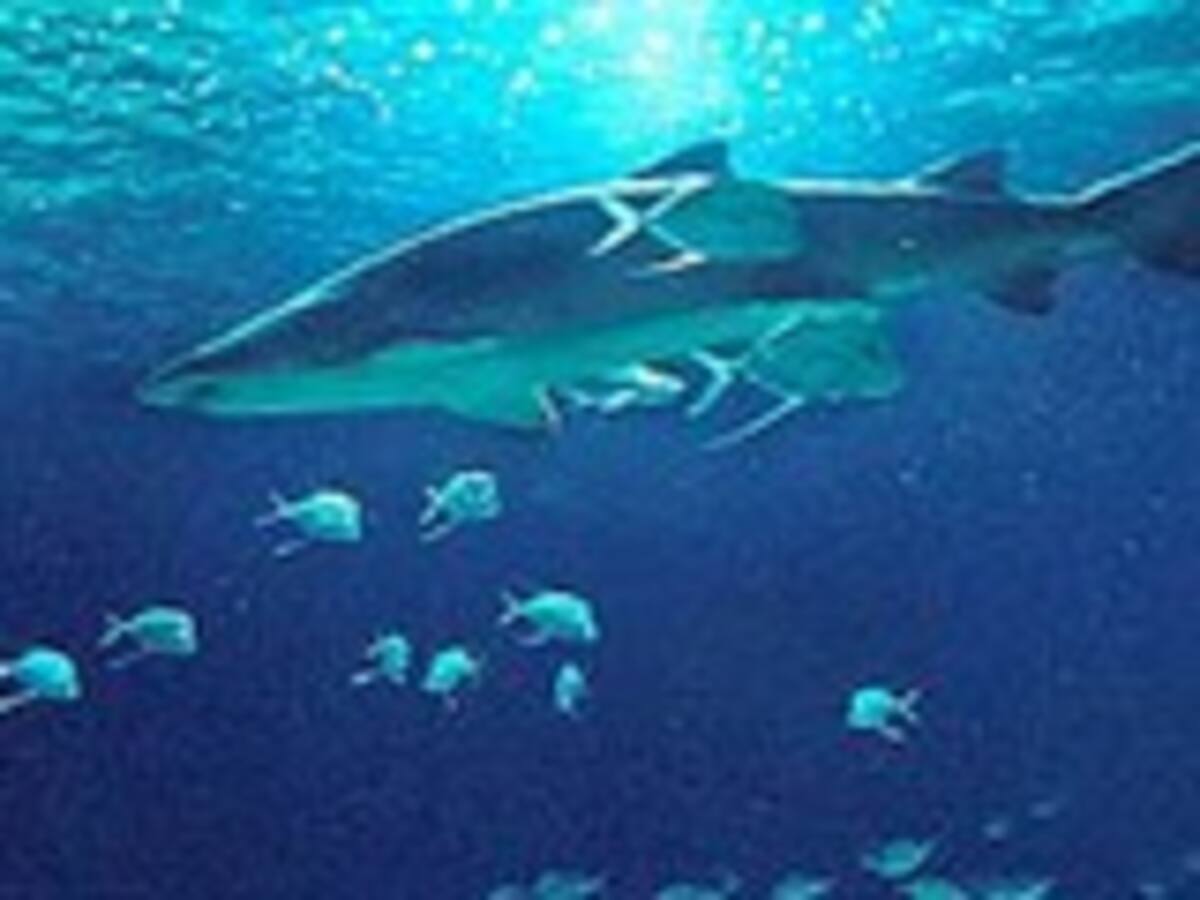 El ruido de los océanos amenaza las especies marinas