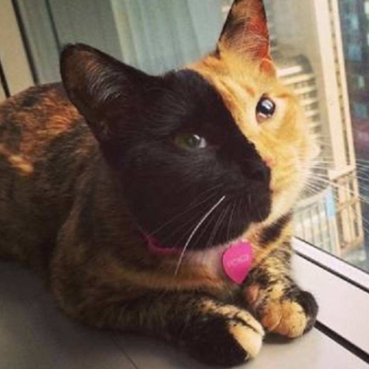 Denuncian cruel matanza de gatos en el sur de Tunja