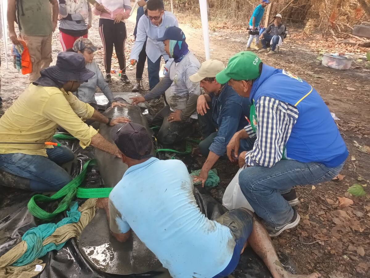 Salvaron a 3 manatíes varados en el humedal Barranca de Lebrija