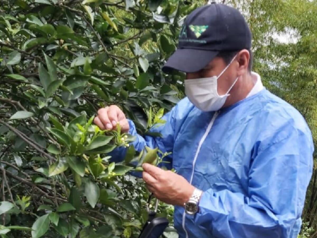 Controles en Bolívar para erradicar plagas en cultivos de cítricos