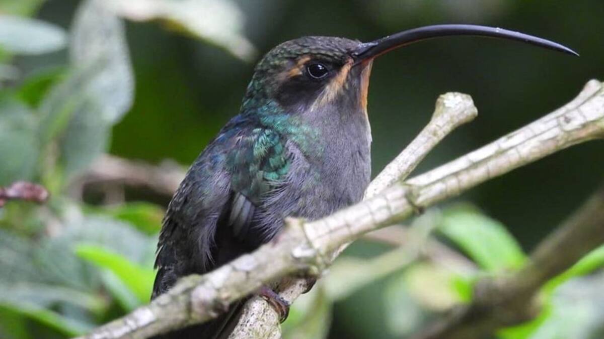 Las aves son un mundo mágico: bióloga quindiana a propósito GlobalBigDay