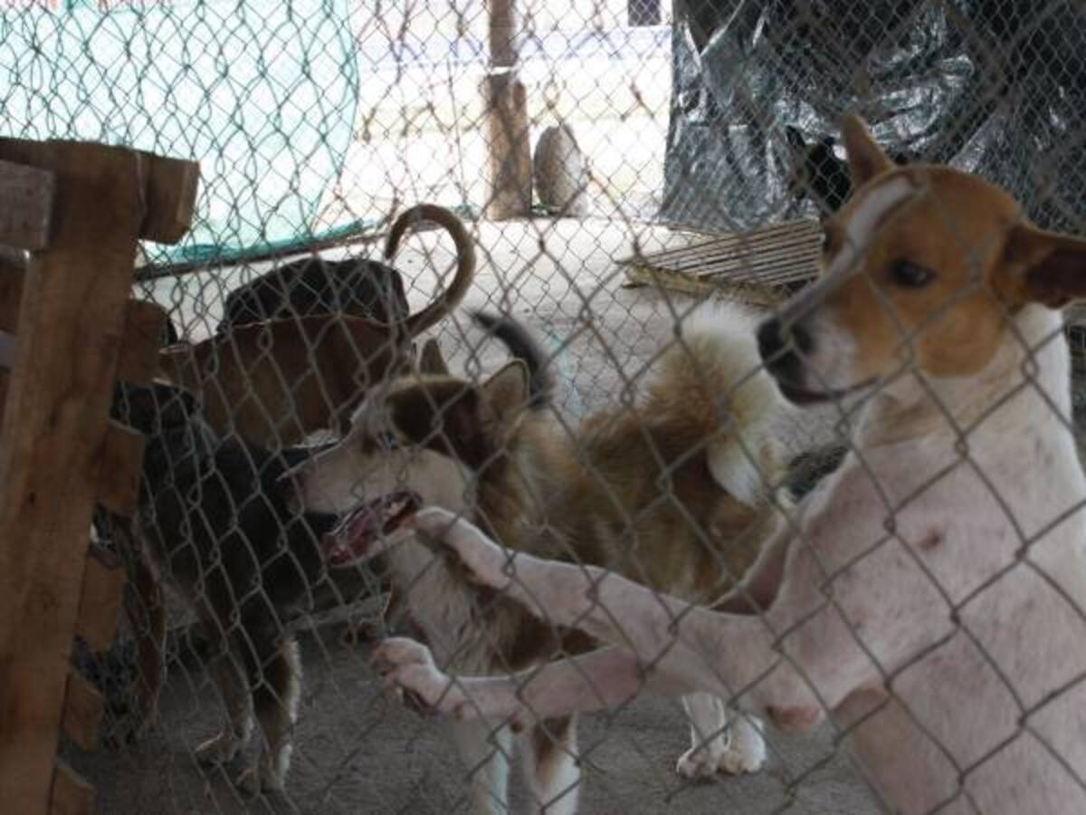 Proponen cárcel para quienes maltraten a los animales