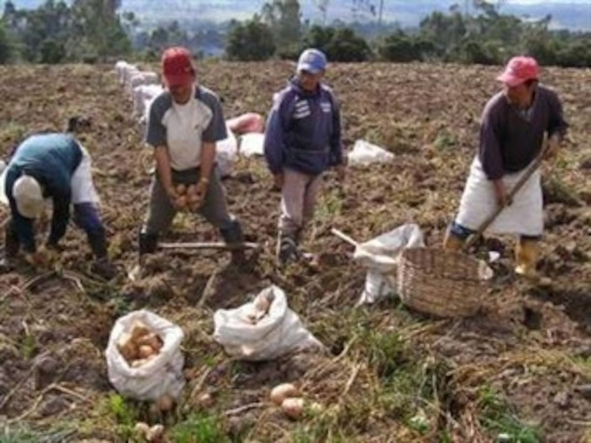 Papicultores del altiplano cundiboyacense dicen que se tomarán Bogotá