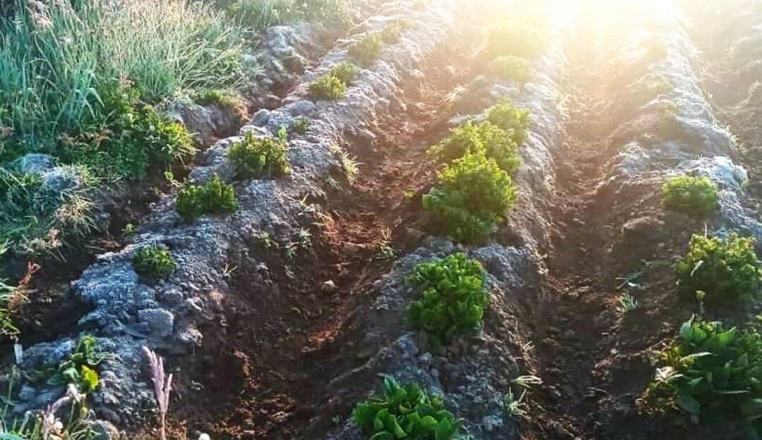 Fuertes heladas afectaron cultivos de pan coger, hortalizas, pastos para el ganado y grandes extensiones de papa