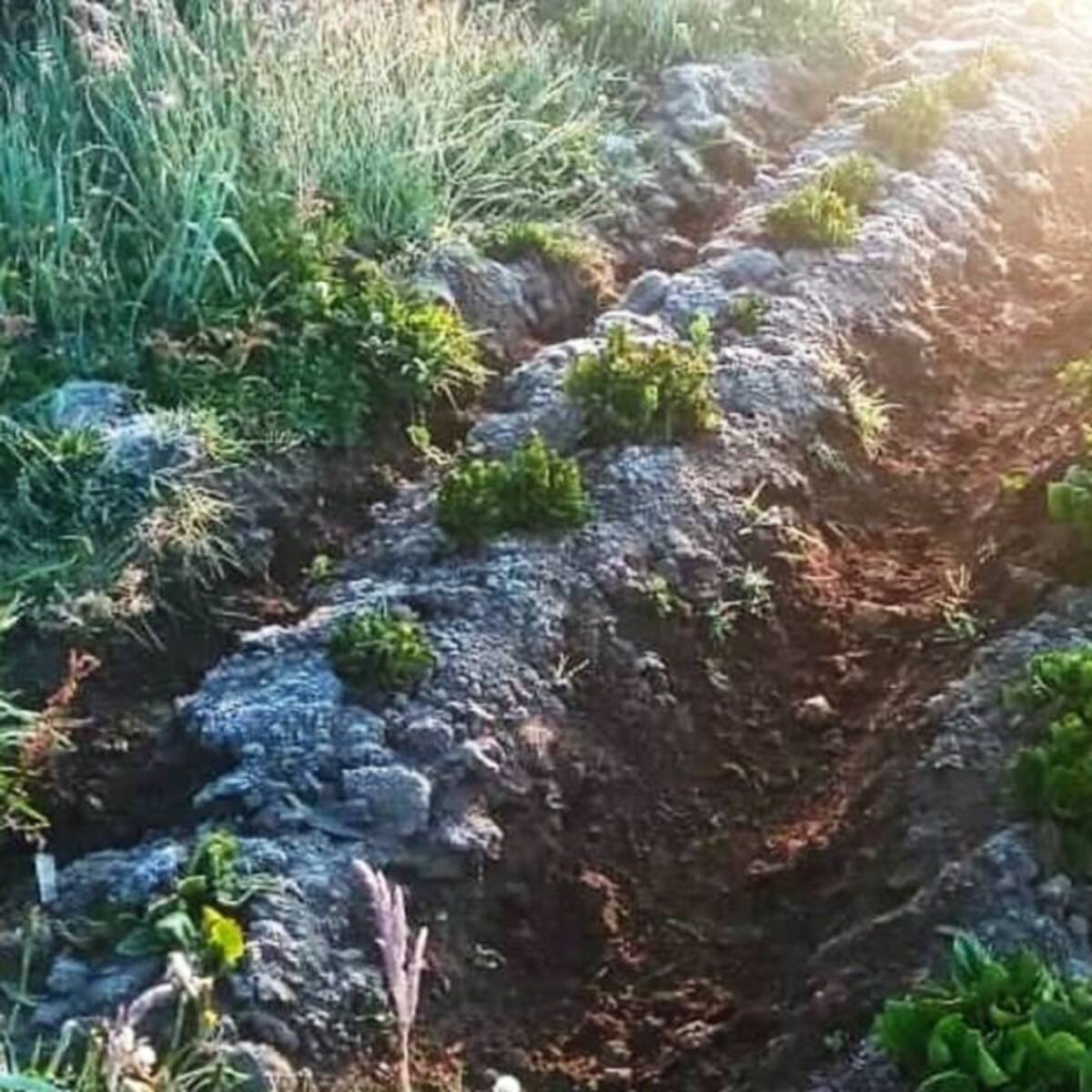 Fuertes heladas afectaron a cientos de agricultores en Cauca