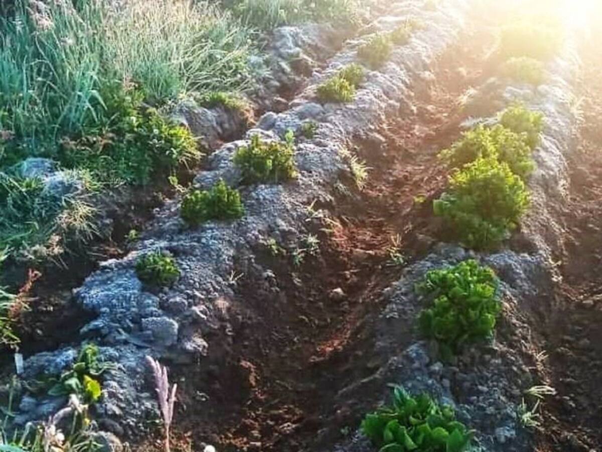 Fuertes heladas afectaron a cientos de agricultores en Cauca