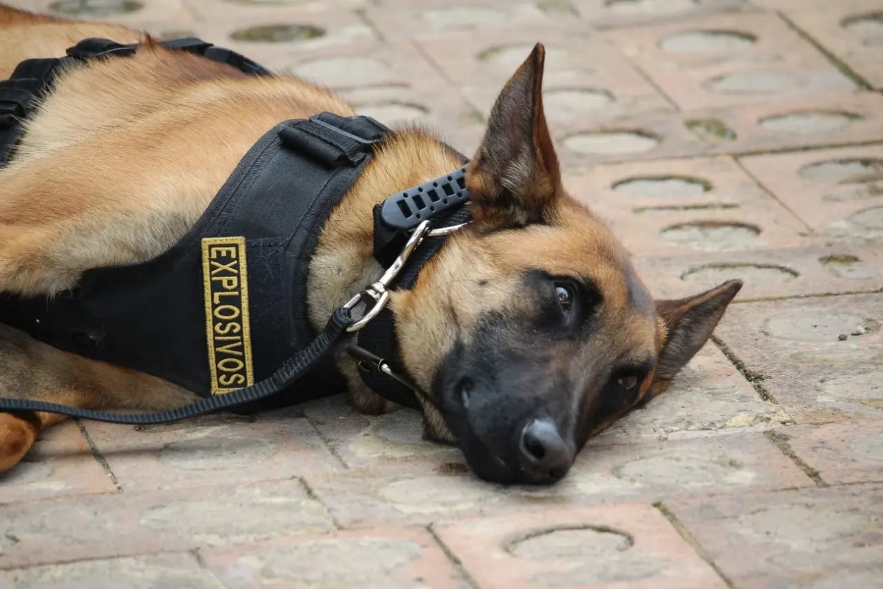 Ucra, perrita antiexplosivos. Cortesía: Ejército Nacional.