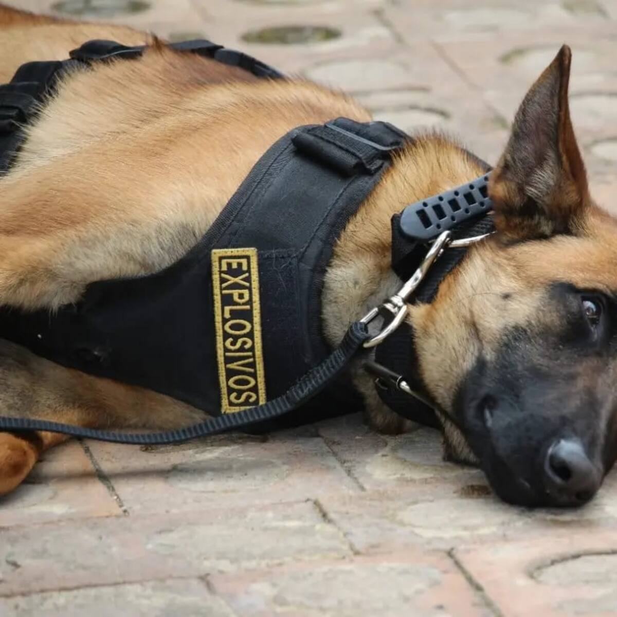 Disidencias FARC mataron a perrita antiexplosivos en ataque al Ejército en Cauca