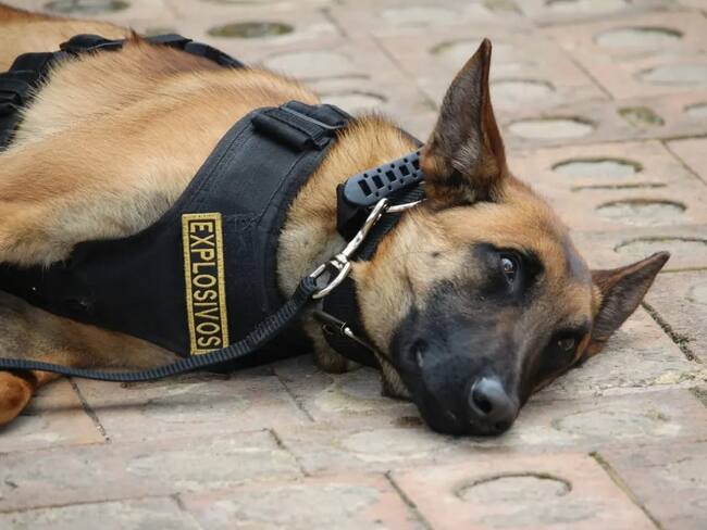 Ucra, perrita antiexplosivos. Cortesía: Ejército Nacional.