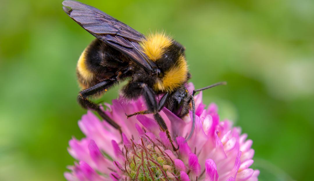 La abeja evita la endogamia en las plantas.