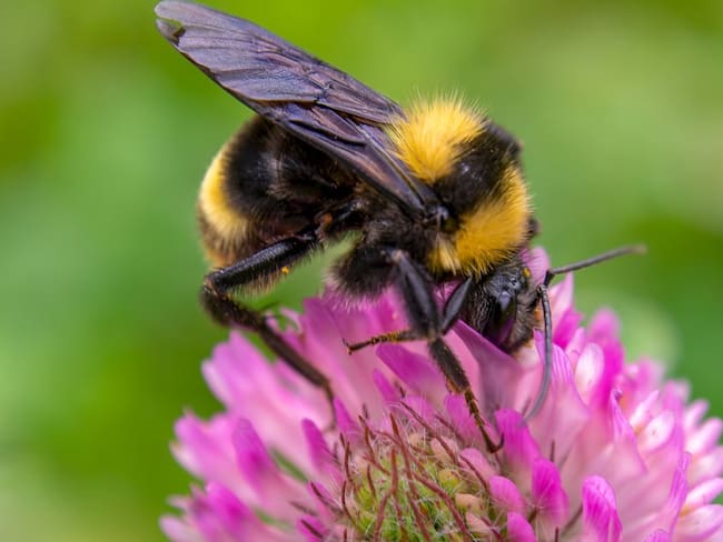 La abeja evita la endogamia en las plantas.
