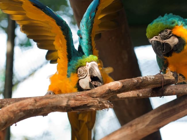 Zoo de Barranquilla se prepara para reabrir sus puertas