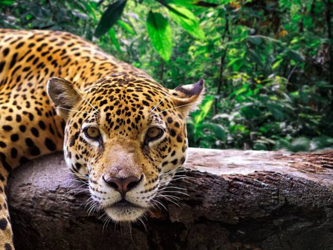 Colombia demuestra que sí es posible coexistir con la vida salvaje