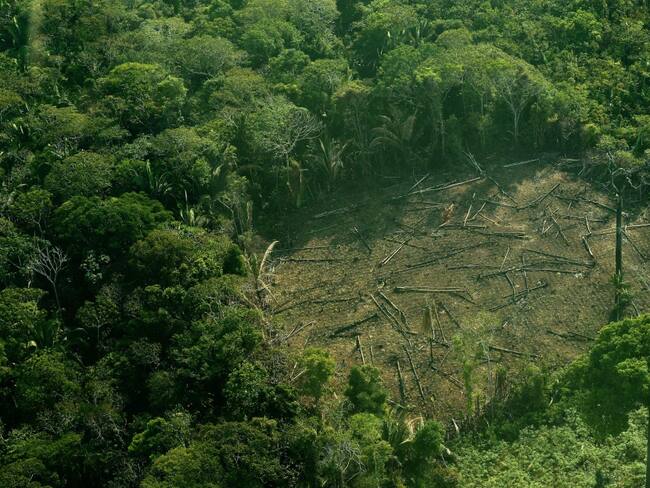 Supervisor de deforestación en Brasil, destituido tras debate con Bolsonaro