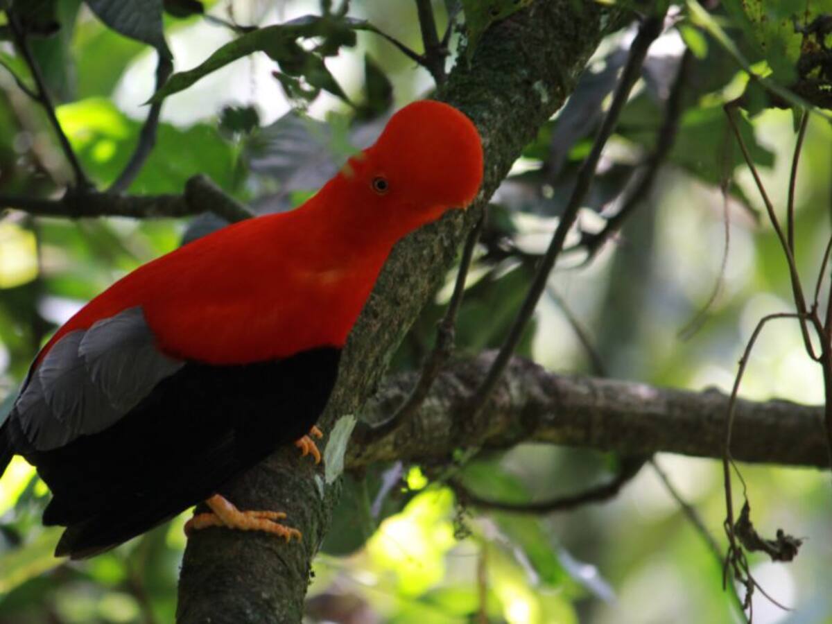 La Carder demandó licencia que permite cacería de animales en Risaralda