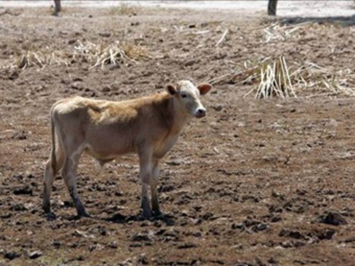 Argentina se declara en 'emergencia agropecuaria' por severa sequía