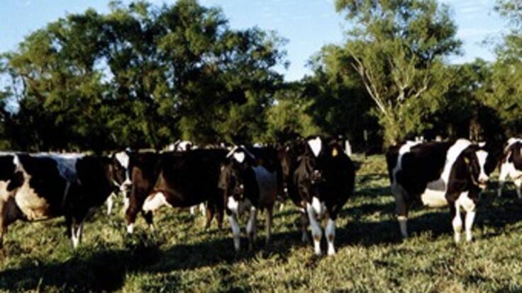El invierno amenaza producción de leche en Ubaté, Cundinamarca