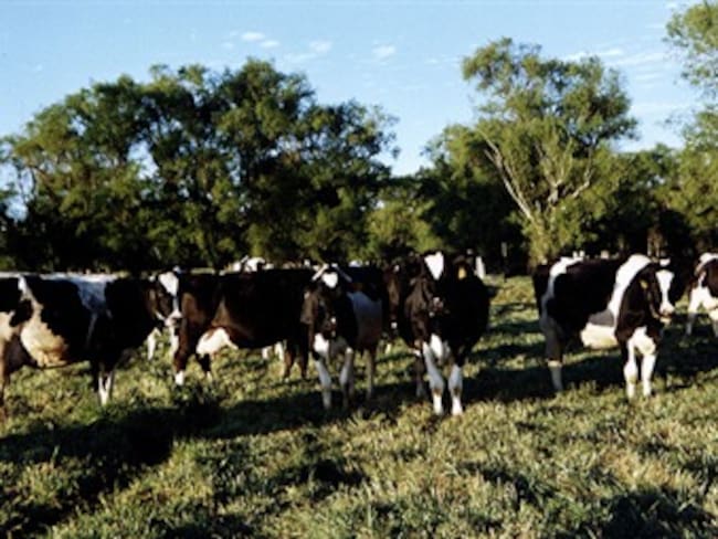 El invierno amenaza producción de leche en Ubaté, Cundinamarca