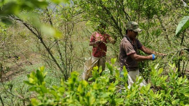 En Tibú, Teorama y San Calixto, los "Pelusos" ejercen el control de los cultivos ilícitos.
