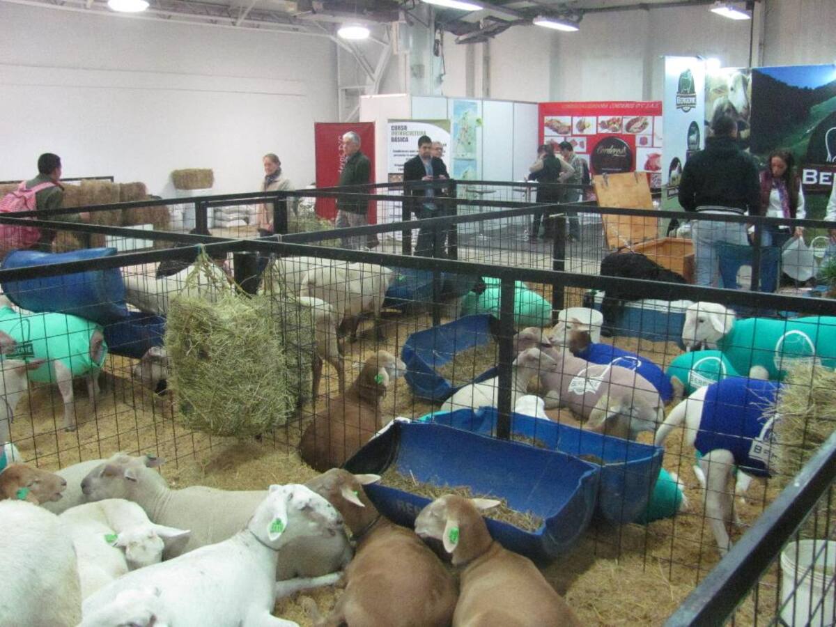 Título de la imagen