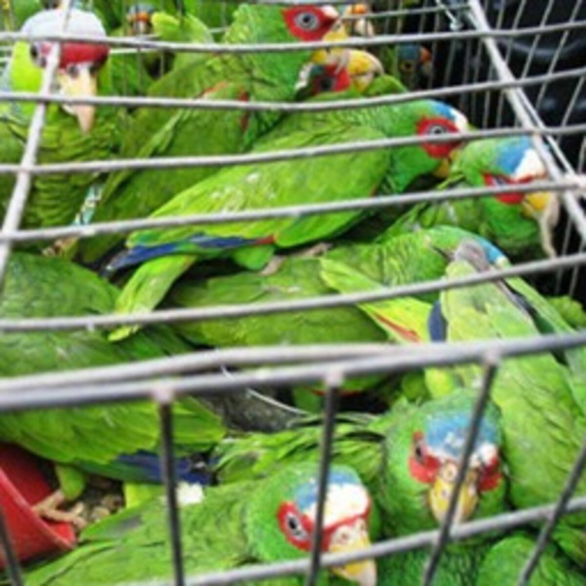 Cifras alarmantes de tráfico ilegal de fauna en Bogotá