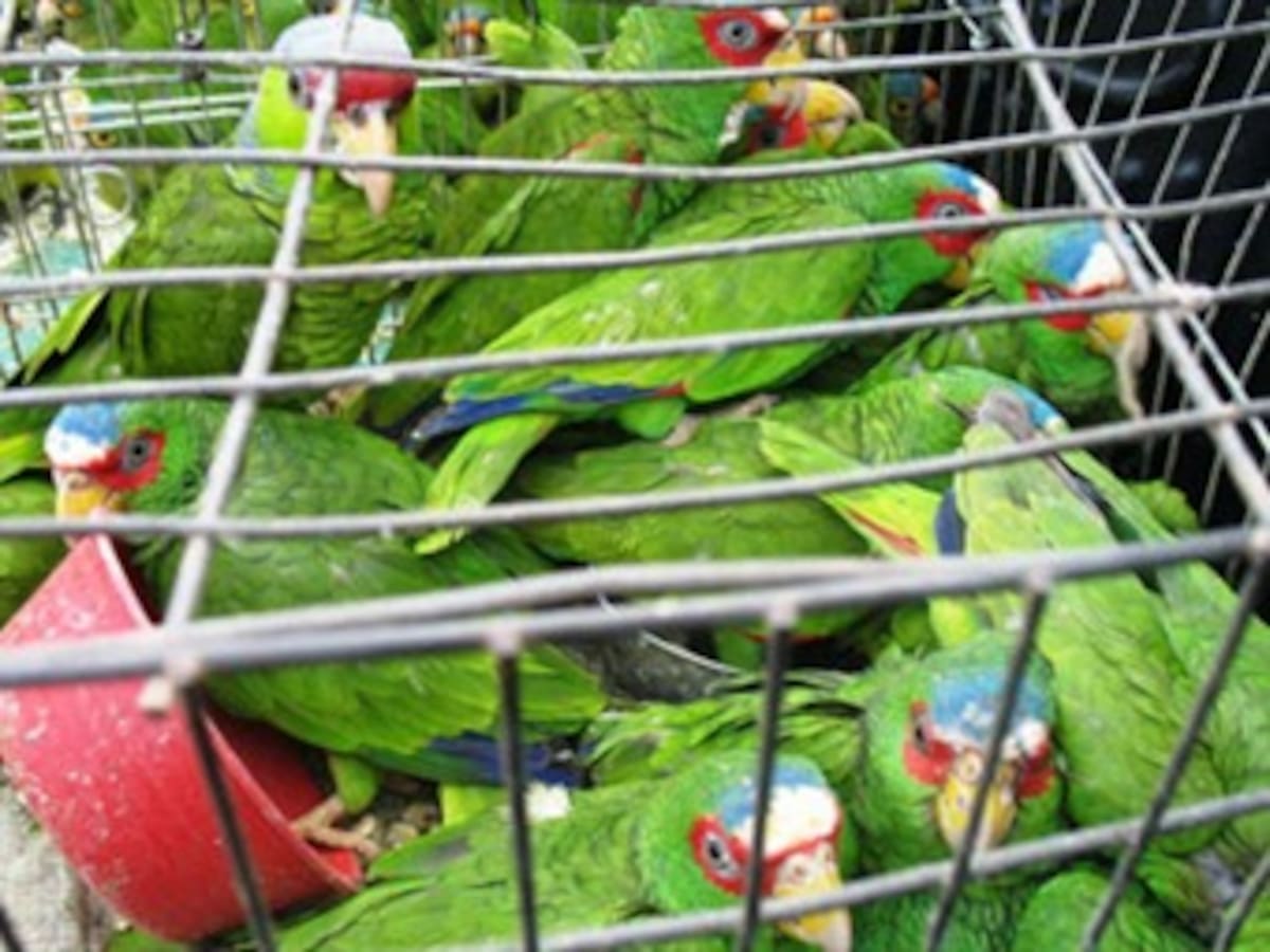 Cifras alarmantes de tráfico ilegal de fauna en Bogotá