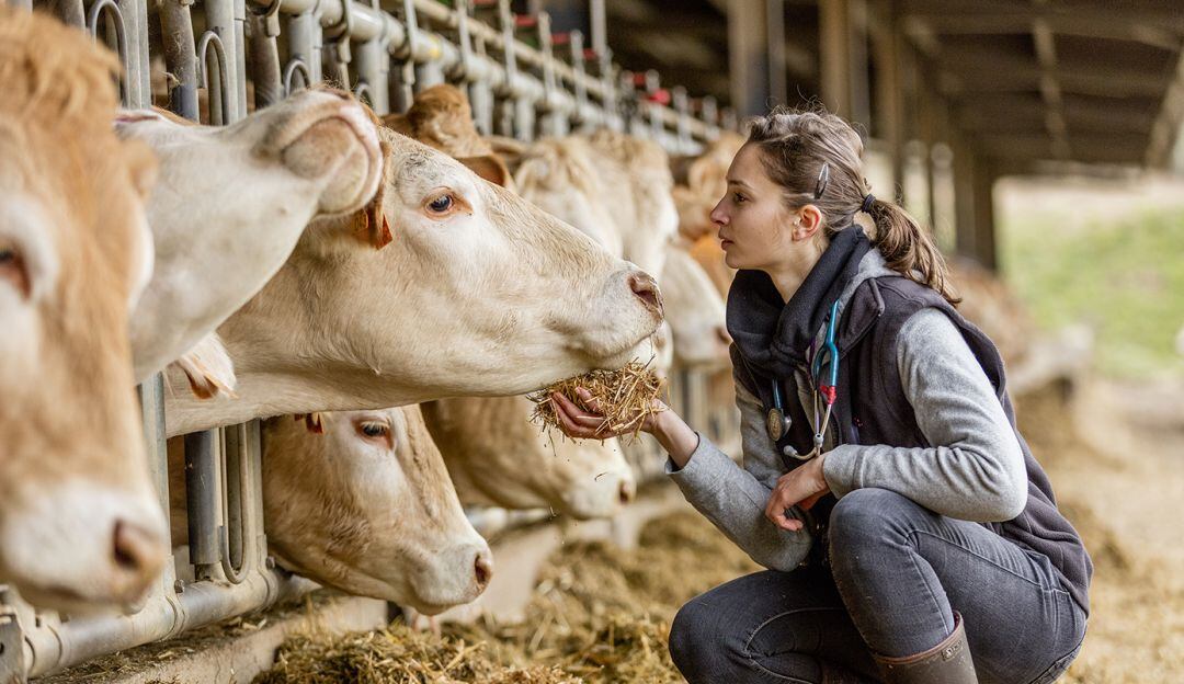 Cuidado a los animales para una buena salud en las granjas
