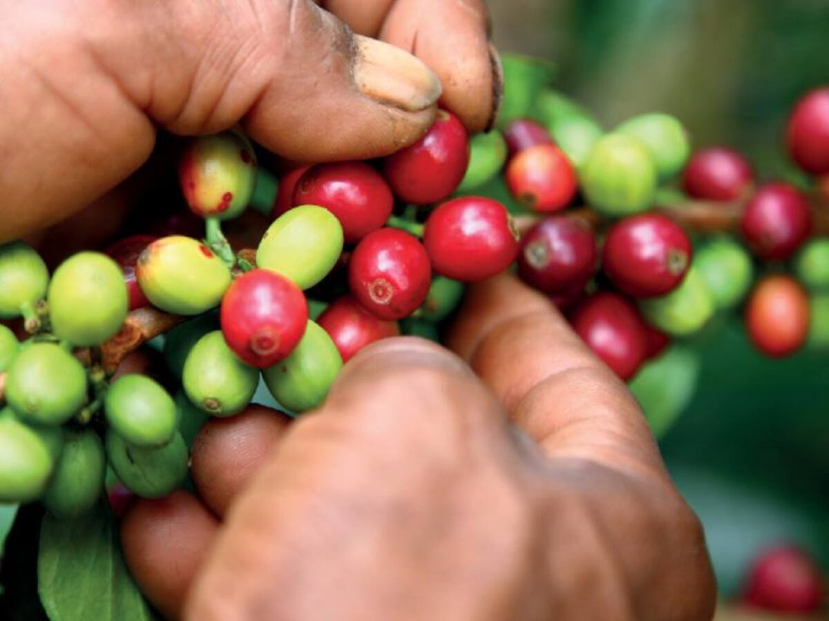 Antioquia aún requiere 10 mil recolectores de café