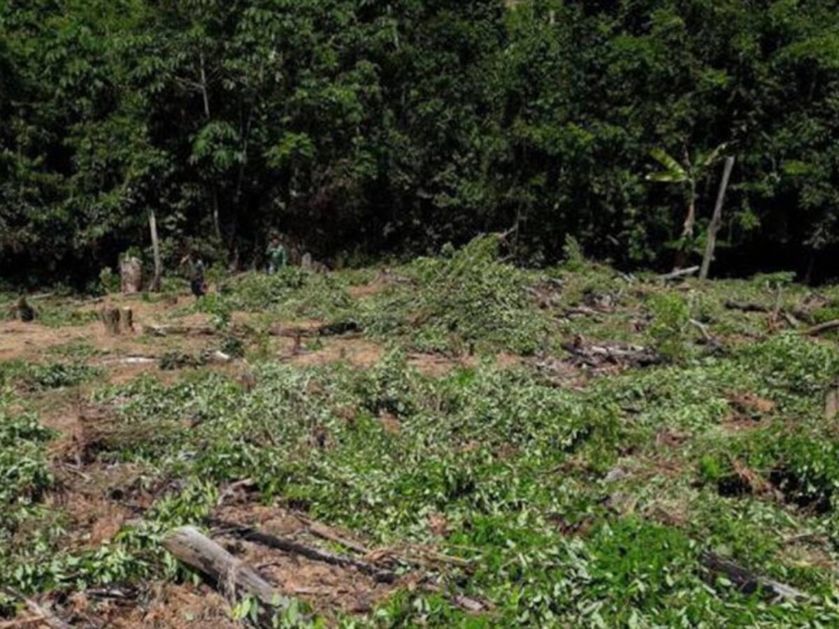 Erradicación forzada en el Catatumbo generó bloqueo vial por cultivadores de hoja de coca