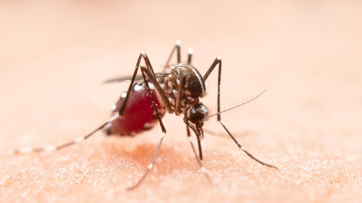 Extienden alerta sanitaria por aumento de casos de dengue en Caldas