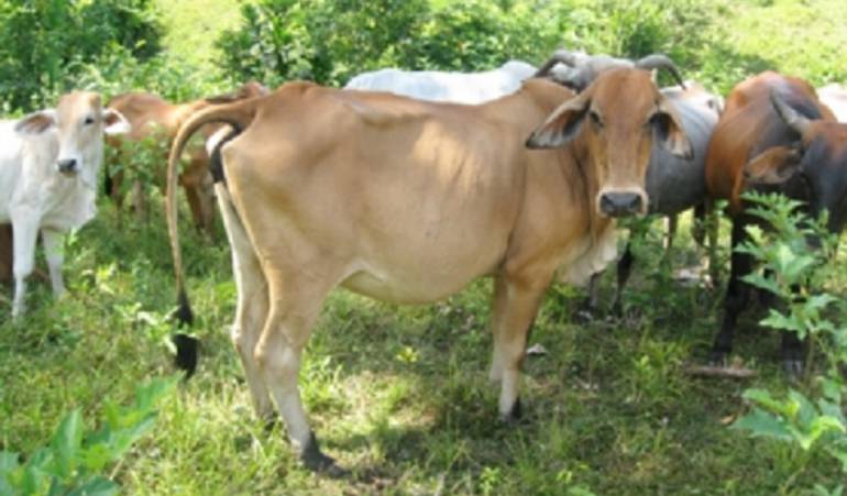 Imagen de referencia de ganadería.