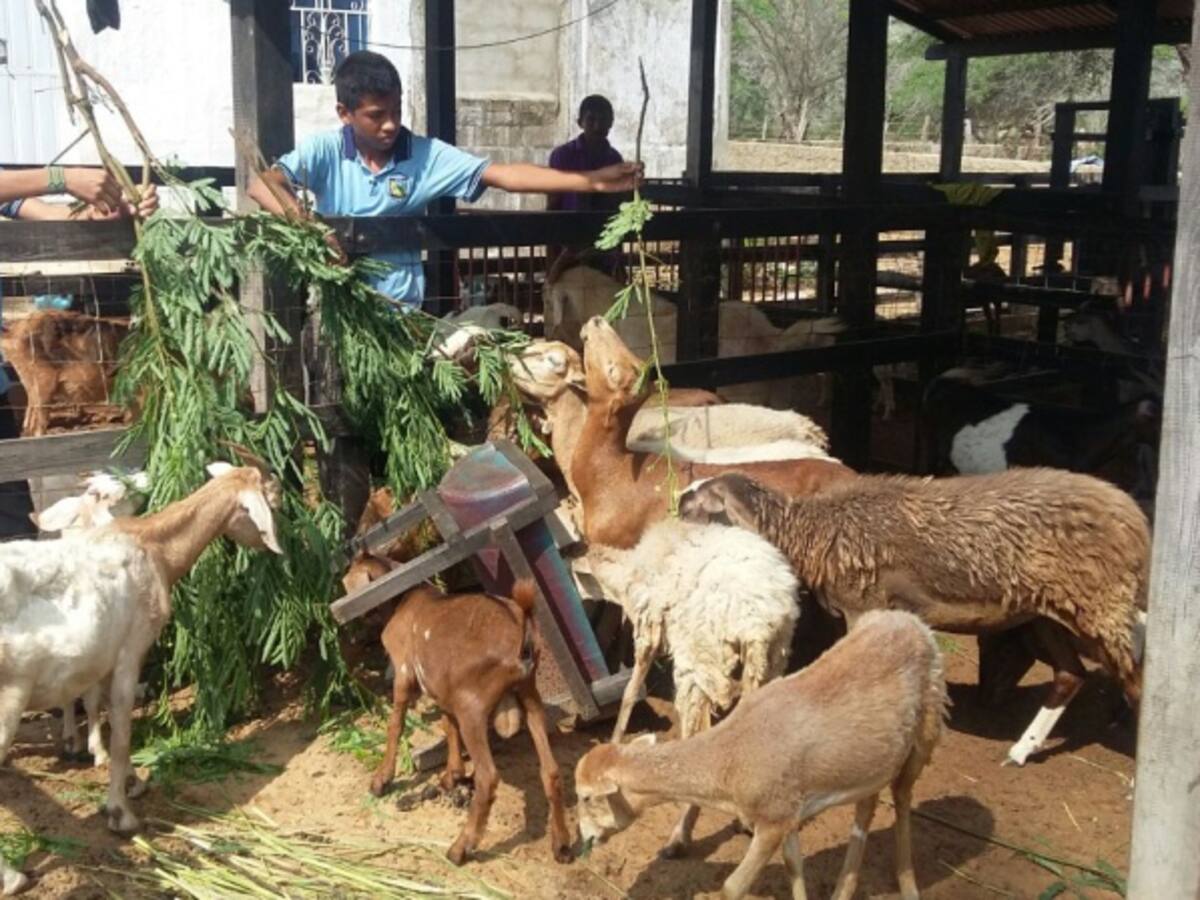 Entregan proyectos de seguridad alimentaria en colegios y comunidades wayuu