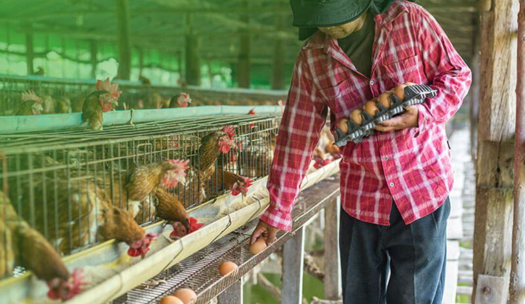 Programa Transformando Vidas y sus granjas avícolas