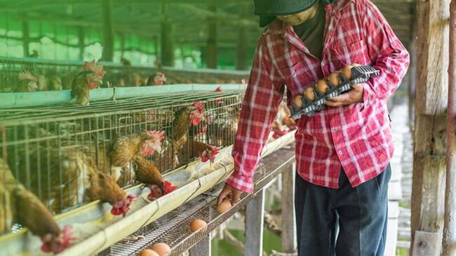 Programa Transformando Vidas y sus granjas avícolas