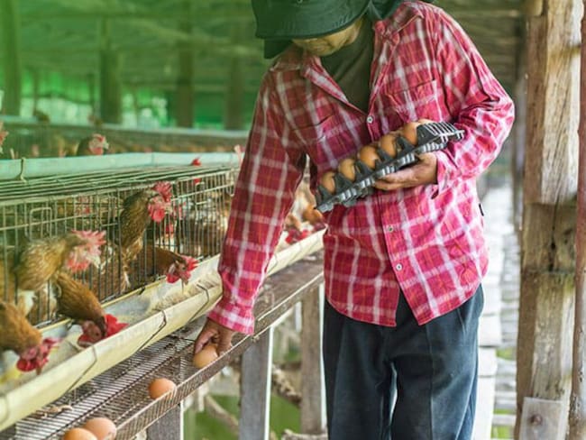 Programa Transformando Vidas y sus granjas avícolas