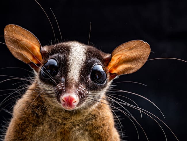¡Asombroso! 386 nuevas especies fueron identificadas en la selva colombiana