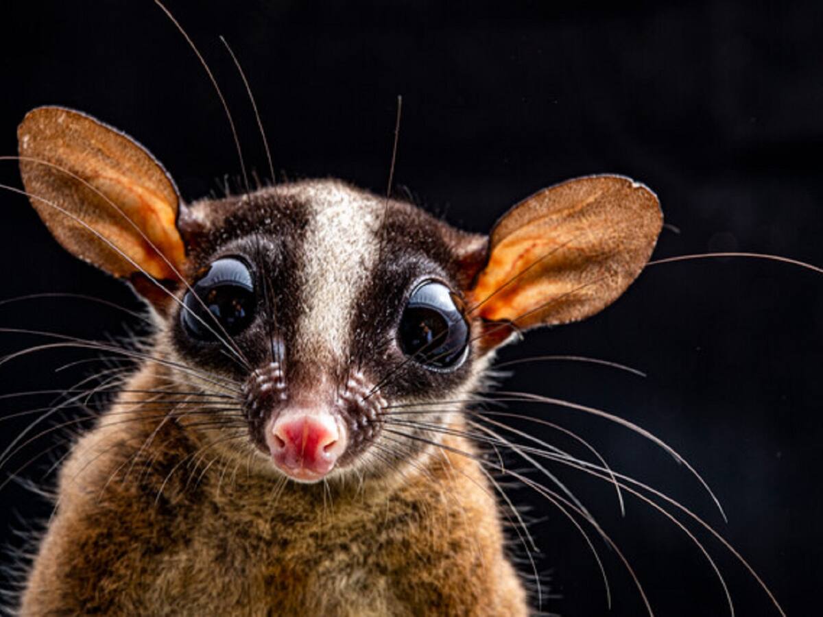 ¡Asombroso! 386 nuevas especies fueron identificadas en la selva colombiana